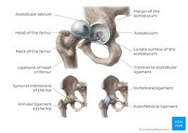 Broadly considered, human muscle—like the muscles of all vertebrates—is often divided into striated muscle, smooth. Hip And Thigh Bones Joints Muscles Kenhub