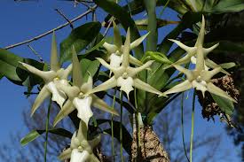 Image result for Angraecum