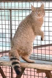 Top names for big cats. Wild Cats List With Pictures Facts A Guide To All Wild Cats Species