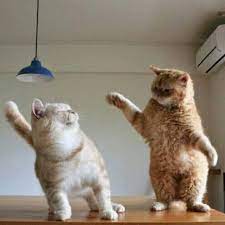 Cat Fighting Baby Cats Cute Cats Cute Baby Cats