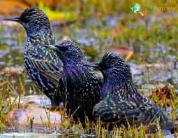 European Starling