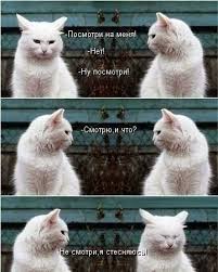 посмотри как хорош муж с которым ты живешь песня Smeshnye Foto Koshek S Nadpisyami Zabavnye Kartinki Smeshnye Foto Koshek Koshki