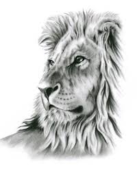 Follow along with me and learn how to draw a realistic lion this lesson is. Charcoal Drawing 8x10 Print Lion Art Lion Drawing By Jaclynsstudio Lion Art Lion Sketch Lion Drawing