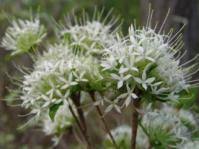 Image result for Pavetta zeyheri