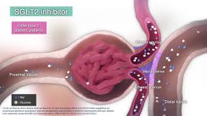 Image result for SGLT2 Inhibitor