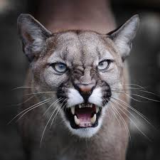 (an animal's range is the area in which the whole species is found, rather than the area inhabited by an individual animal.) Pin On My Next Tattoo