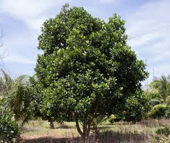 Image result for Artocarpus heterophyllus