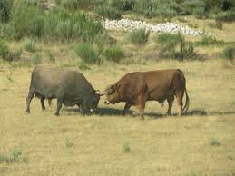 Chega De Bois Animals Cow Portuguese