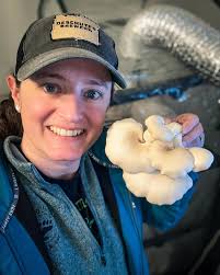 Growing oyster mushrooms in challenging weather