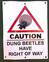 I would definitely visit the mexican camel next time i visit. Dung Beetle Wikipedia
