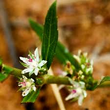 Image result for Bergia pentheriana