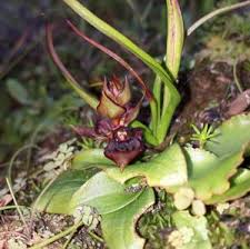 Image result for Satyrium compactum