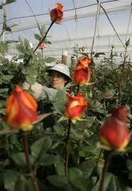 Flowers by post, sending quality flowers by post since 1998, free uk delivery A Valentine Classic Roses Dipped In Chemicals