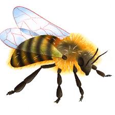 Observé depuis les années 1990, le déclin des abeilles inquiète de plus en plus. Les Abeilles Il Etait Une Histoire Ieuh