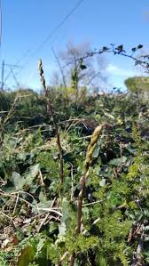 On peut les trouver sous le nom d'aspergette ou. Les Asperges Sauvages Flordaki