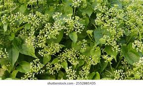 Image result for Mikania cordata