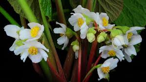 Image result for Begonia poculifera