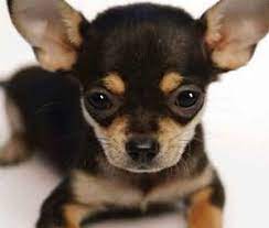 導讀 吉娃娃外型可愛 忠心顧家體型嬌小 深得住在都會區家庭的喜愛 外型非常討喜 對主人極有獨占心 本篇文章詳細介紹吉娃娃的特點及飼養方法 供準備飼養的朋友作參考 還可以參考延伸閱讀吉娃娃的文章 pets french bulldog bulldog