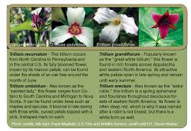 It is not our intent to describe all native species — just those available in the nursery trade and those that the authors feel have potential for nursery production and landscape use. New Trillium Species Discovered In Eastern Tennessee Appalachian Voices