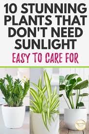 10 Of The Best Indoor Plants That Don T Need Sunlight Typically Topical In 2020 Plants Best Indoor Plants House Plants Indoor