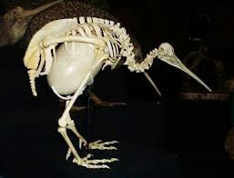 A Kiwi Bird Skeletons Flightless Bird Found In New Zealand Kiwi Bird Animal Skeletons Animal Bones
