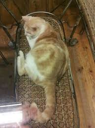 In a surprise to no one, there are a plethora of photos online of cats sitting on glass tables and surfaces because. Cat Under Glass Table Bild Von Cat Rain Coffee Tamsui Tripadvisor