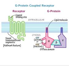 G Protein Coupled Receptors In 2020 Mcat Study Biochemistry Mcat