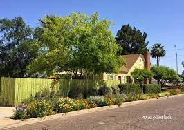How to grow a garden in phoenix. A Hidden Garden In The Middle Of Phoenix Azplantlady Com