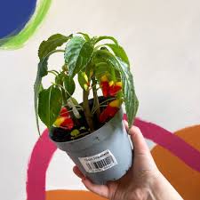 Image result for Impatiens niamniamensis