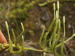 Image result for Lycopodium