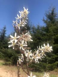 Image result for Amelanchier laevis