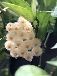 Галерея » hoya lacunosa » hoya lacunosa 'heart shape leaf' #434 asiaticanursery. Lacunosa Reddit Post And Comment Search Socialgrep