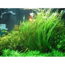 Image result for Blyxa aubertii