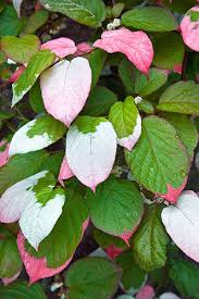 Full flats only, free shipping! Perennial Picks That Make Quick Climbers Climbing Shade Plants Garden Vines Trellis Plants