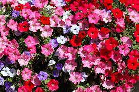 It should come as no surprise when you shop our purple flowers to learn that purple is the color grouping purple flowers together make a beautiful arrangement whether it is a palette of all dark, all light or a harmonious blend of light and dark purples. Pink Red White And Violet Flowers In Garden Stock Photo Picture And Royalty Free Image Image 10958916