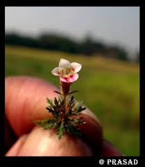 Image result for Limnophila indica