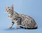 The Most Intelligent Cat Breeds to Keep as Pets