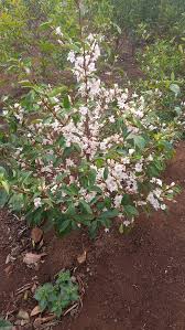 Image result for Coffea racemosa