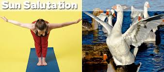 27 Yoga Positions Demonstrated By Animals Animal Yoga Funny Yoga Poses Yoga Funny