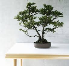 We did not find results for: Bonsai Tree Plants And Feng Shui
