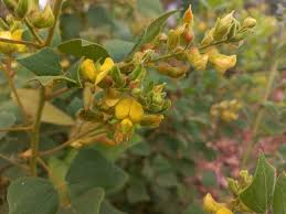 Image result for Rhynchosia resinosa