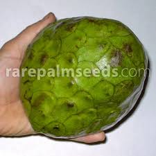 Image result for Annona cherimola