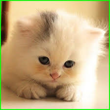  Gambar Kucing Lucu Imut Dan Paling Menggemaskan Sedunia Gambar Kucing Lucu Bayi Hewan Lucu Menggambar Kucing