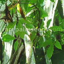 Image result for Cayaponia