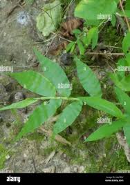 Image result for Oplismenus undulatifolius