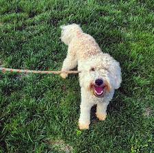 Check spelling or type a new query. Dog Vomiting Yellow Bile And Grass Online