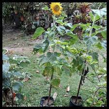 Beli produk biji bunga matahari berkualitas dengan harga murah dari berbagai pelapak di indonesia. Jual Jual Tanaman Bunga Mataharibenih Bunga Mataharibibit Bunga Matahari Inkuiri Com