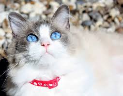 قط راغدول ragdoll صفاته شخصيتة مميزاته وعيوبه تربيته