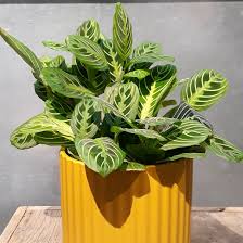 Image result for maranta