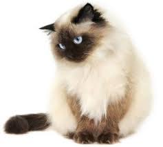 Compare Himalayan Cat Pet Insurance Plans And Quotes Cat Furry Himalayan Cat Cat Breeds